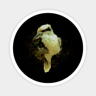 Laughing kookaburra Magnet